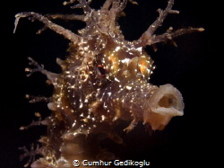 Hippocampus guttulatus
Speckled seahorse by Cumhur Gedikoglu 